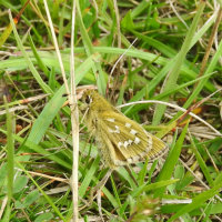 silver spotted skipper