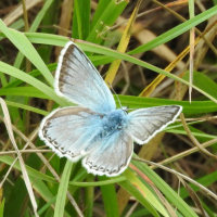 chalkhill blue