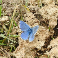 adonis blue