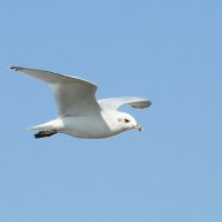 Mediterranean gull