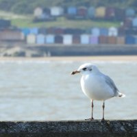 Mediterranean gull