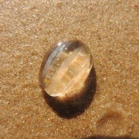 sea gooseberry