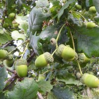 acorns (oak)