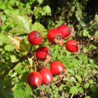 rosehips (dog rose)