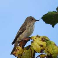 spotted flycatcher