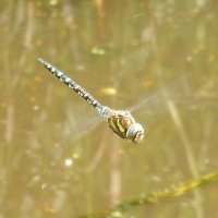 migrant hawker