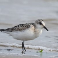sanderling