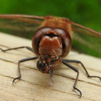 common darter