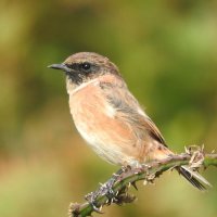 stonechat