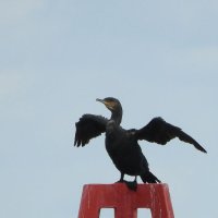 cormorant