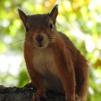 red squirrel