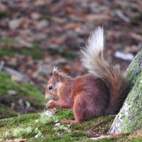 red squirrel