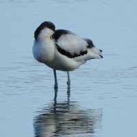 avocet