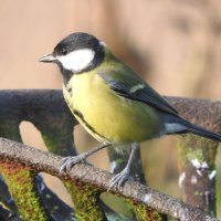 great tit