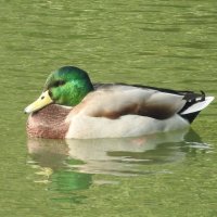 mallard