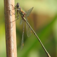 willow emerald