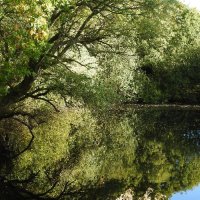 reflections on the Lake