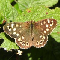 speckled wood