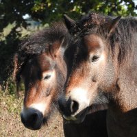 Exmoor ponies