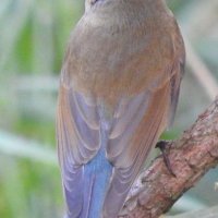 red flanked bluetail