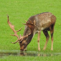 fallow deer