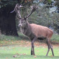 red deer