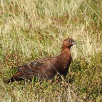 red grouse