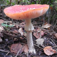 fly agaric