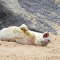 grey seal pup