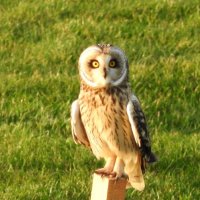 short eared owl