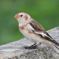 snow bunting