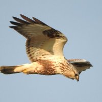 rough legged buzzard