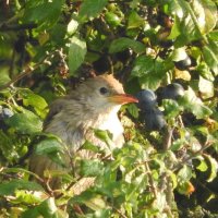 rose coloured starling (juvenile)