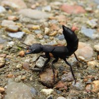 devil's coach horse beetle