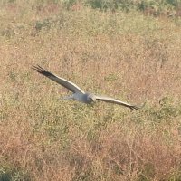 hen harrier
