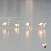 greater flamingo