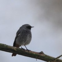 black redstart