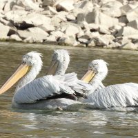 dalmatian pelicans