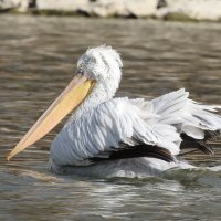 dalmatian pelican