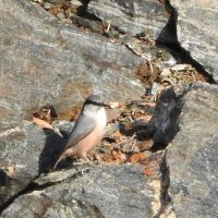 western rock nuthatch