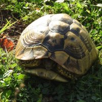 Hermann's tortoise