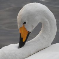 whooper swan