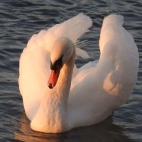mute swan