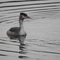great crested grebe
