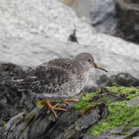 purple sandpiper