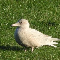 juvenile glaucous gull 2