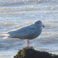 juvenile glaucous gull 4