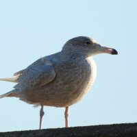 juvenile glaucous gull 1