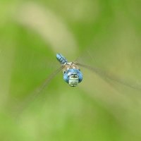 southern migrant hawker