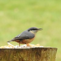 nuthatch